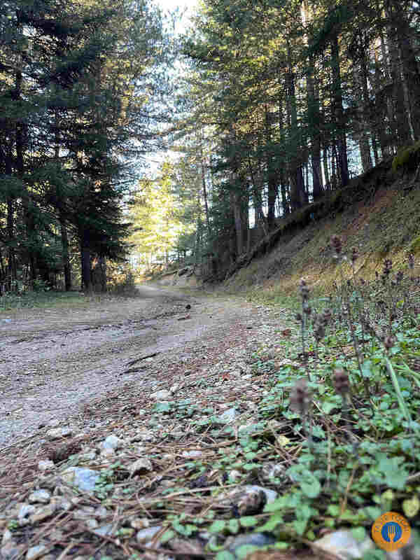 Parnon - Vamvakou, by George, our Gastronomic correspondent from "Taste Local Greece" - Gastronomy Tours dirt road in the woods 1 - Gastronomy Tours